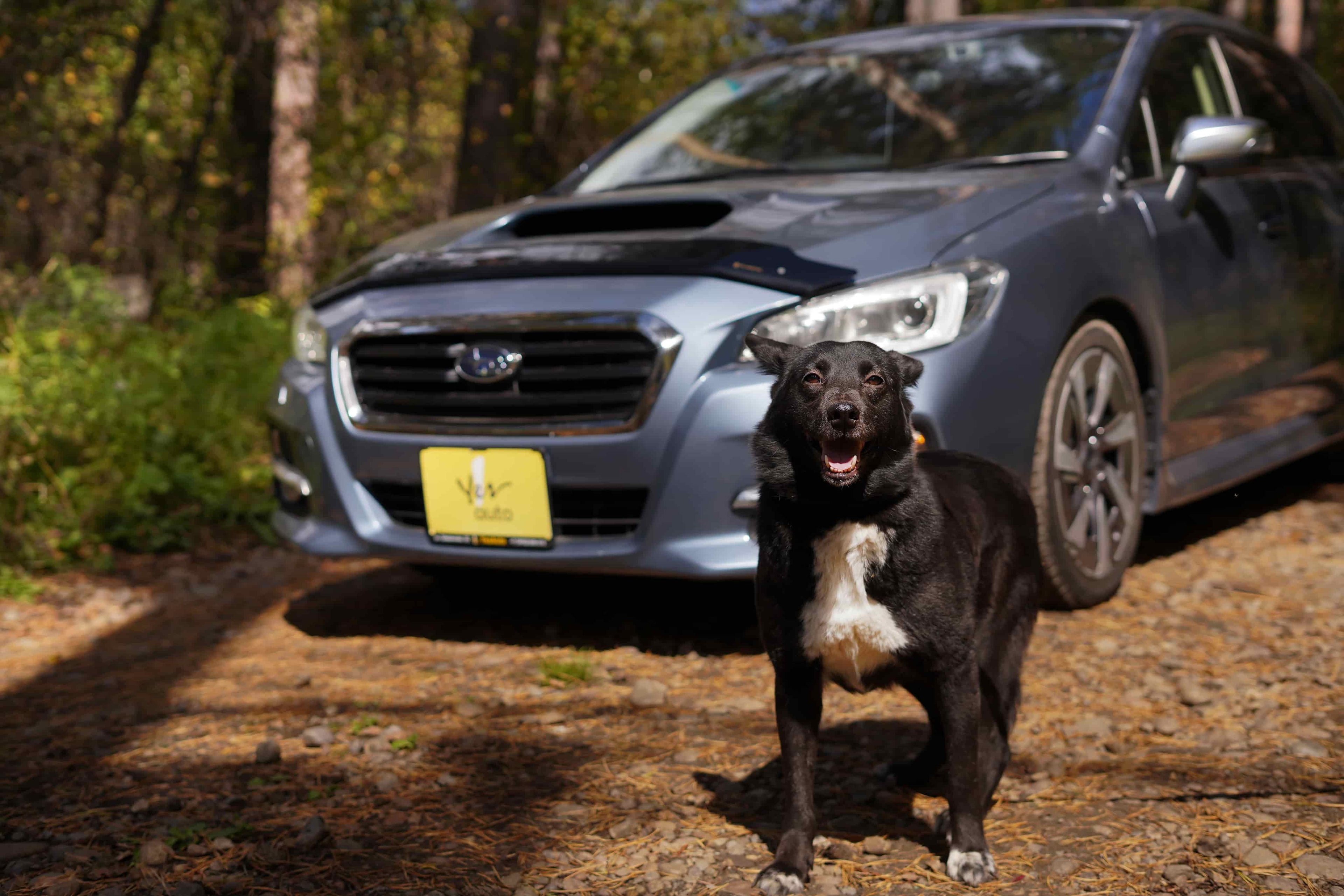 Чернушка из К9 и Subaru Levorg из Yes Auto