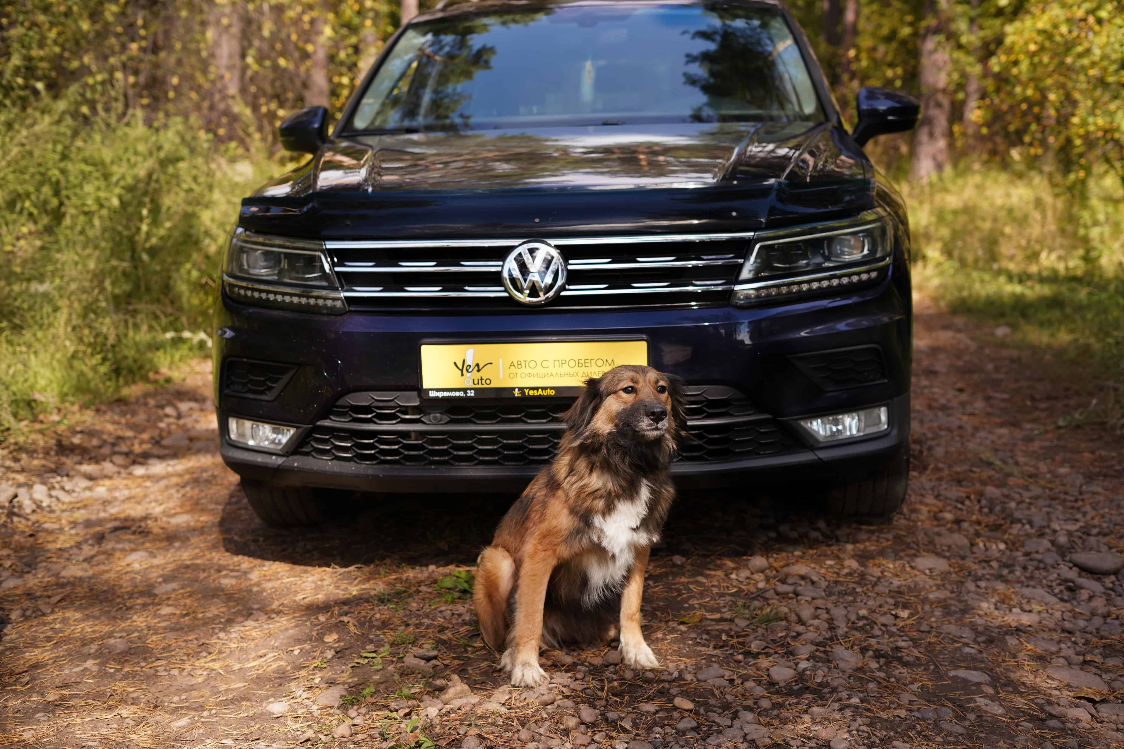 Дина из К9 и Volkswagen Tiguan из Yes Auto