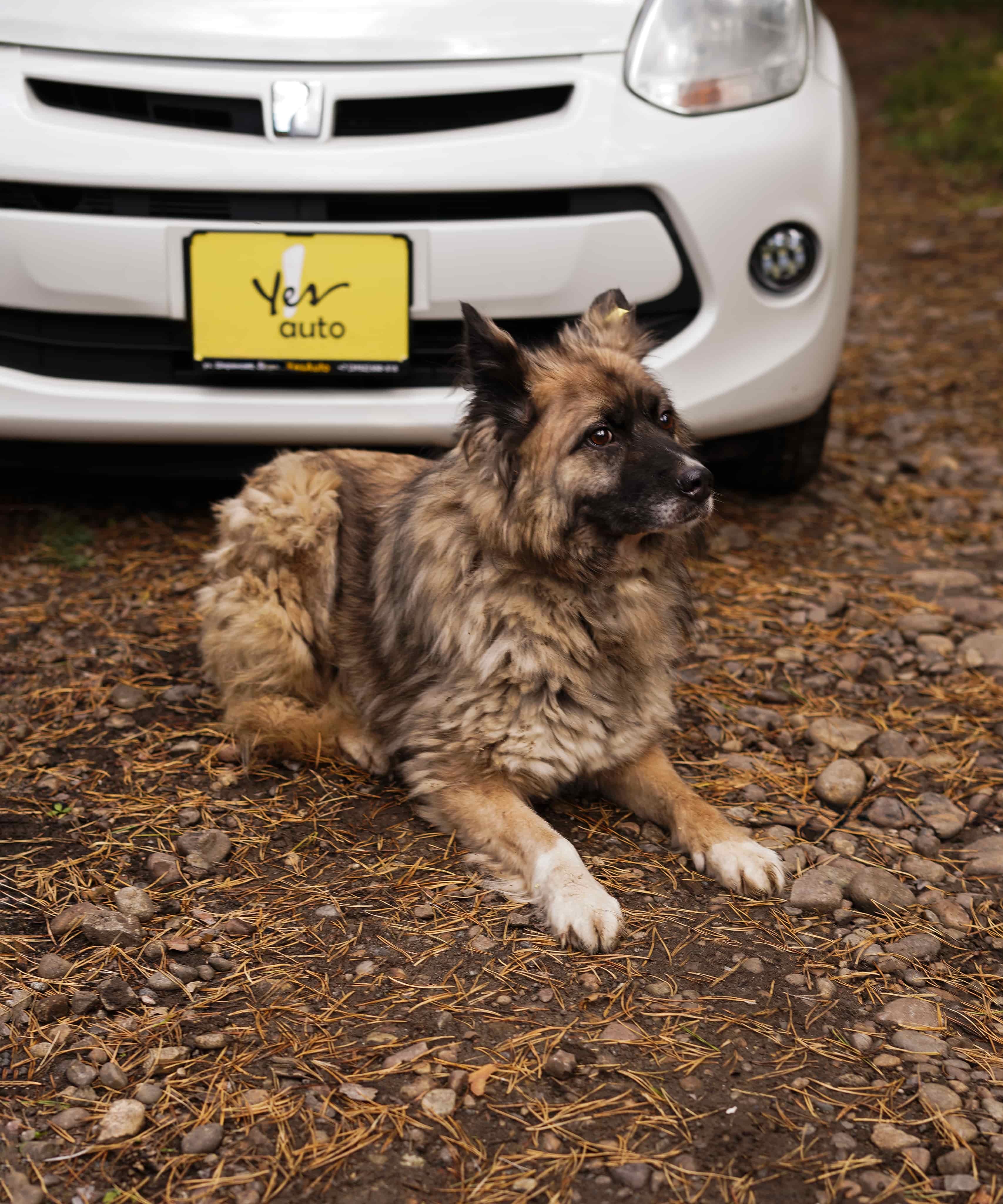 Дымка из К9 и Toyota Passo из Yes Auto