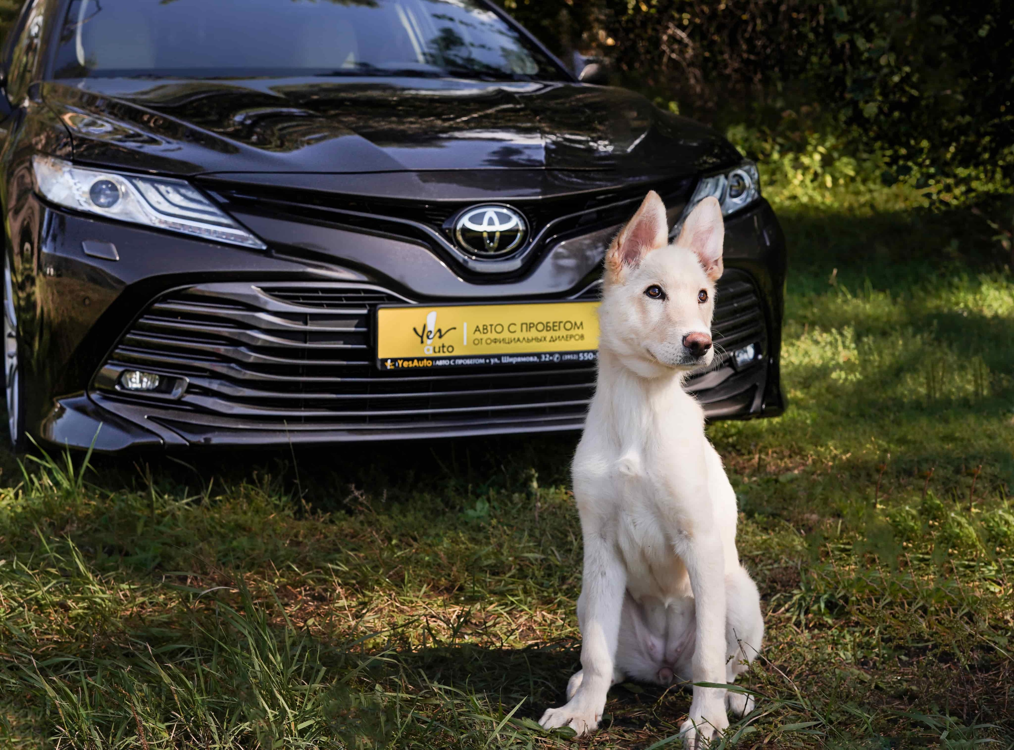 Фанта из К9 и Toyota Camry из Yes Auto