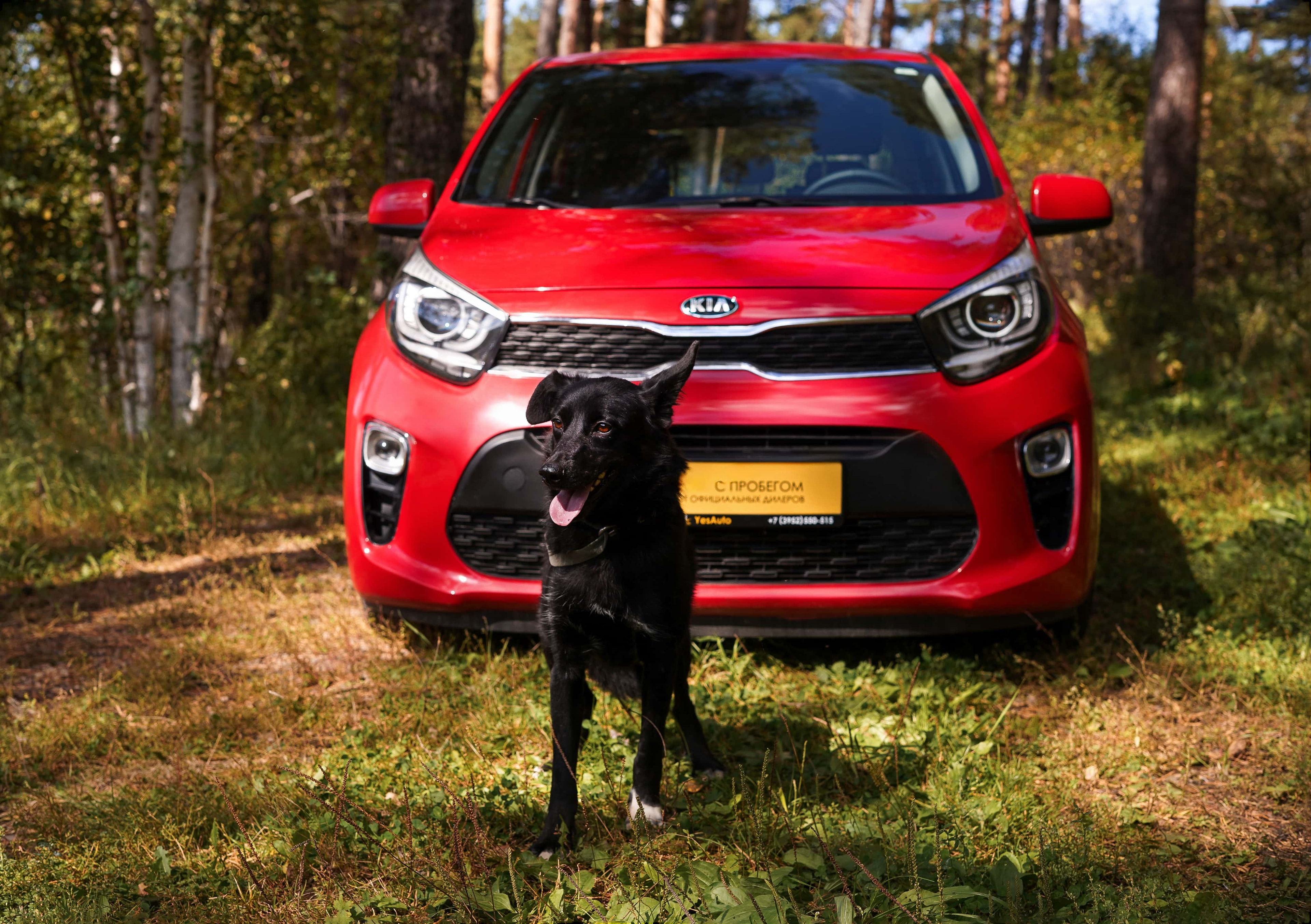 Лаванда из К9 и Kia Picanto из Yes Auto