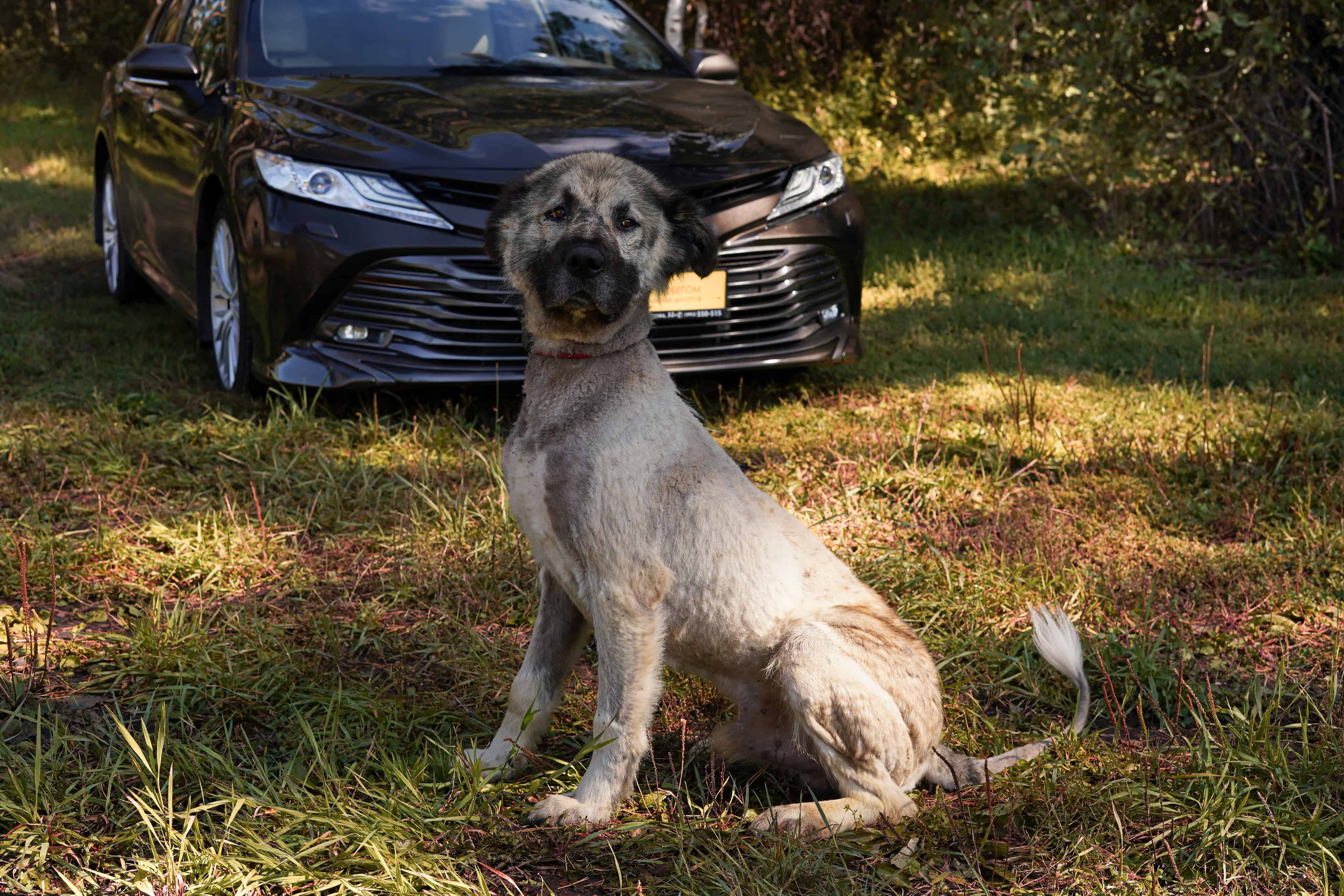 Лёва из К9 и Toyota Camry из Yes Auto
