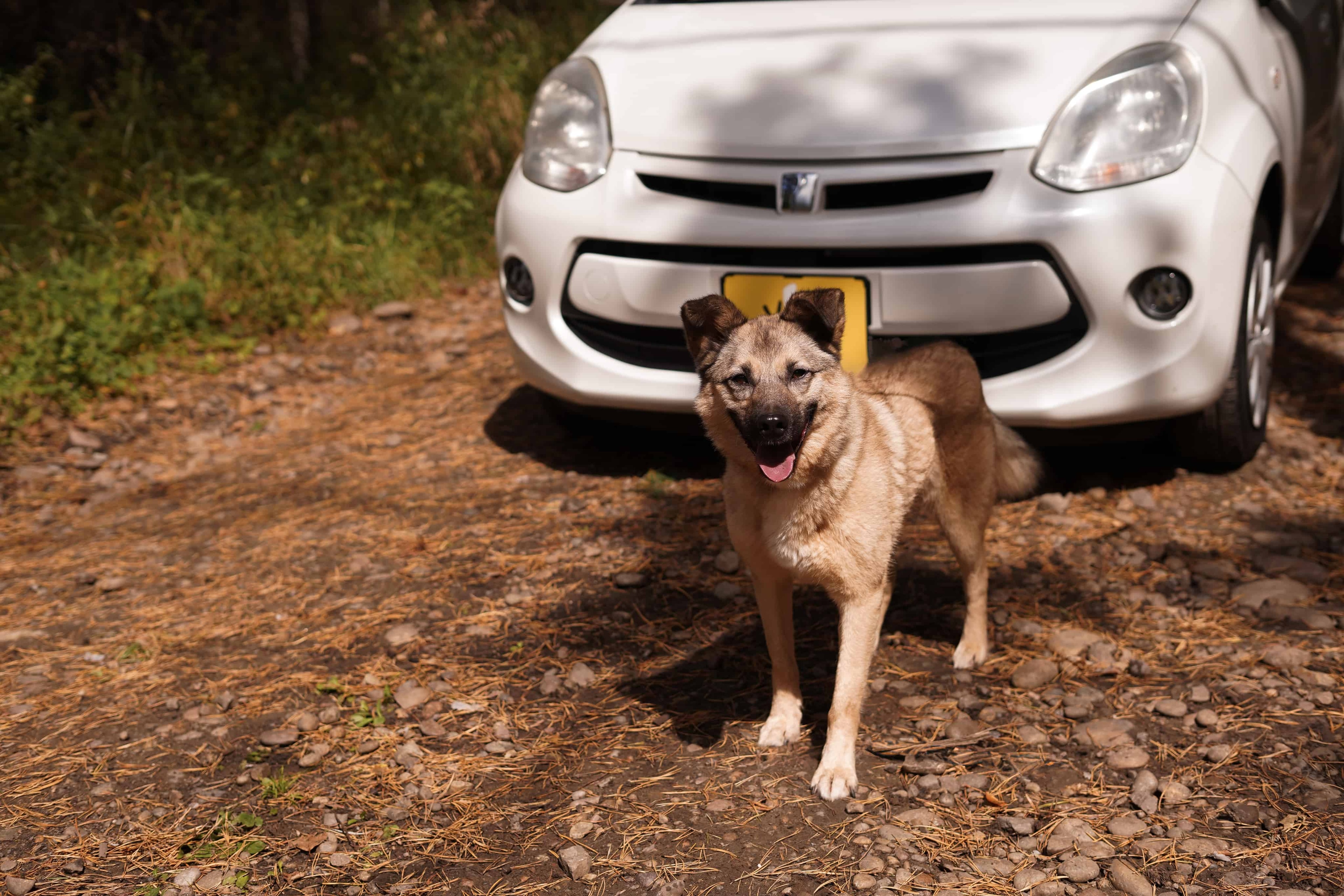 Серый из К9 и Toyota Passo из Yes Auto