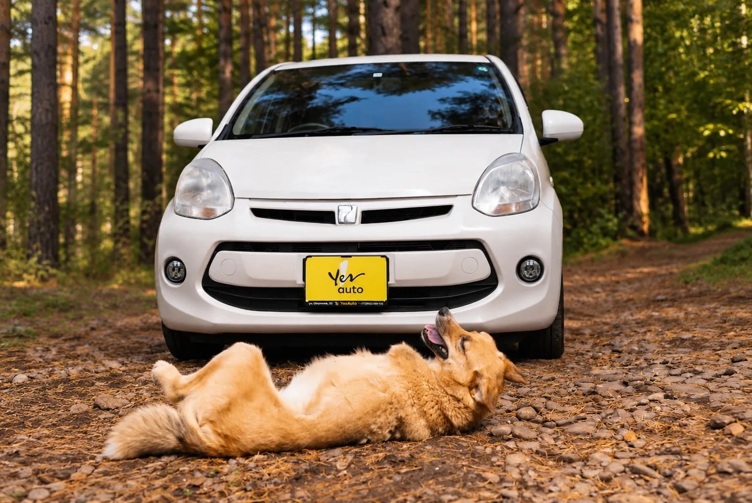 Трёхлапая из К9 и Toyota Passo из Yes Auto