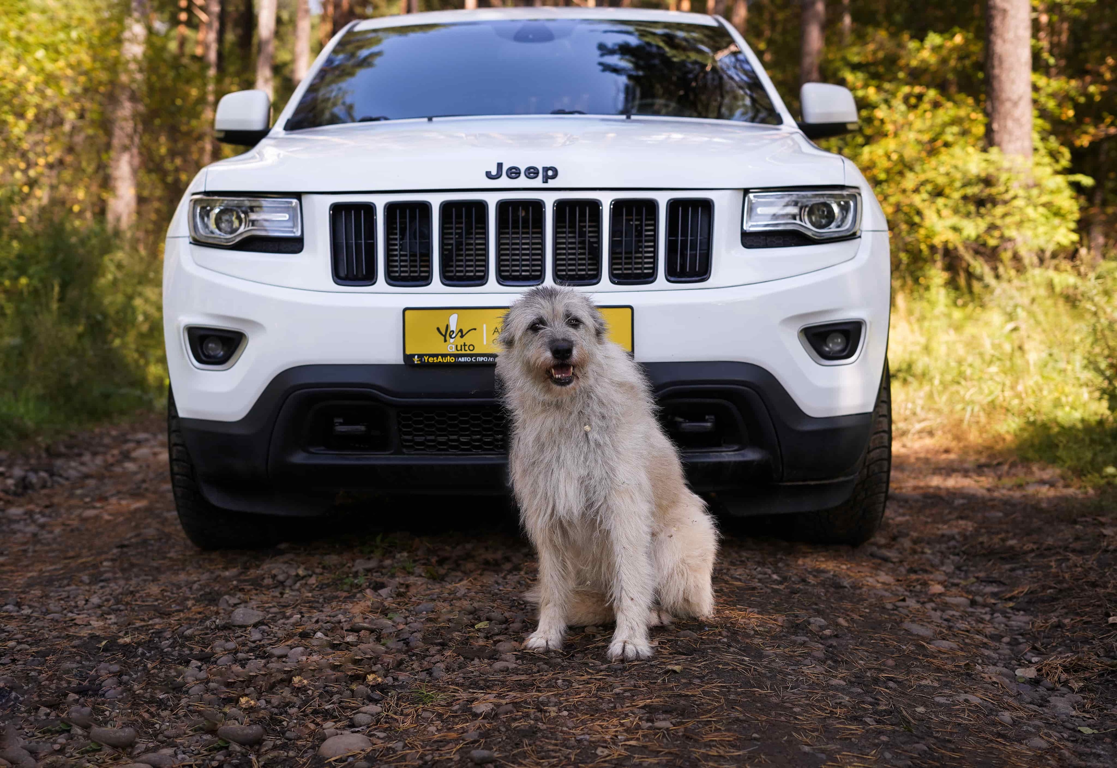 Йода из К9 и Jeep Grand Cherokee из Yes Auto